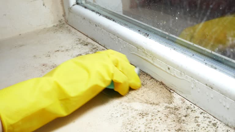 Best Mold Damage Restoration  in Malverne, NY